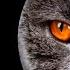 Шотландская вислоухая кошка Что нужно знать об этой породе прежде чем завести питомца