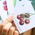 5 Seeds I Plant Every June