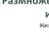 Размножение растений и его значение
