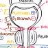 Physiology Of Micturition