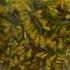 Goldenrod Solidago Spp Harvested For Honey Infusion Garden Herbalinfusion Honey Wildfood