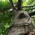 Расчёт Огромное Ореховое Дерево Пение Птиц в Саду Лесу Релакс Birds Relax Forest Shorts