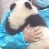 Curious Baby Panda Who Is This New Friend Why Don T You Join Us Nanny IPanda