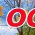 Что будет если с ПЧЕЛИНОЙ МАТКОЙ проблемы а скоро ОСЕНЬ