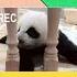What Do The Sounds Of A Panda Mean