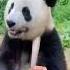 Panda Like A Game Shorts Short Memes Funny Asmr