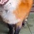 Alice The Fox Peaceful Capture Of The Dog Booth Funny Moments