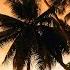 Beautiful Tropical Music Caribbean Music Hawaiian Music Island Paradise