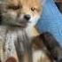 A Family Adopted A Baby Fox That Lost Its Mother