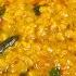 Masoor Dal Recipe Red Lentil Curry Recipe How To Make Dal Masoor Ki Daal Red Dhal Recipe