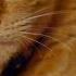 This Orange Tabby Cat Ignites A Battle With Her Shy Roommate My Cat From Hell Animal Planet