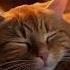 Уютный мурлыкающий кот АСМР Тихий вечерний камин и нежное мурлыканье