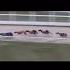 Greyhound Derby Shorts FYP GreyhoundRacing Saluki