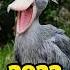 2022 Shoebill Stork In 3000 Bce Shortvideo Mythology Mythologymonkeyshorts