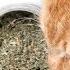 What Is CATNIP And How Does It Work Effects And Benefits