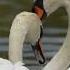 Swan S Eggs Flooded Before They Could Hatch Animals Wildlife Help Love
