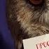 Сова Ёль взялась за распаковку посылок не дождавшись меня Сова делова и много УГУ