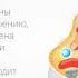 4 Клеточная теория ЕГЭ Биология 10 класс егэ биология клетка микроскоп ядро цитоплазма лайк