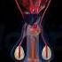 Male Reproductive Organs Education