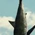 Meet The Mosasaurus JurassicWorld Shorts