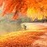 Stress Relief With Calming Music Beautiful New England Fall Foligae Cosy Autumn Gentle Music