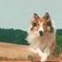 Lassie X Spirit Edit