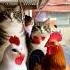 Ada Ayam Dan Kucing Raksasa Kucinglucu Shorts Shortvideo Aatho Bhoot Fyp