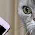 На какой звук прибежит кошка 2 Пранк над кошкой мяукает телефон