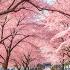Spring Classical Music Delicate Music Soothes The Nervous System And Pleases The Soul