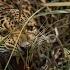 Leopard Trapped In Net Rescued And Released In Maharashtra