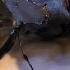Video Taxidermy A Stag Beetle That Is Too Big Lucanus Cervus Akbesianus