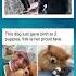Funny Memes Fury Fluff
