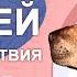 Укусы клещей и их последствия