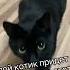 Мяукание котят Позвать кошку Голос кошки