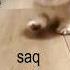 Tob Tobi Tob Tob Tobi Tob Halal Music Music Cutecat Cat Saq Saq