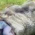 VIDEO FULL Single Mom Harvesting Cucumber Vegetables Goes To The Market Sell Animal Care