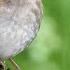 Birds Singing 24 Hour Bird Sounds Relaxation Stress Relief Relaxing Birds Sounds