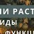 Ткани растений Биология 6 класс Функции Виды тканей проводящая покровная образовательная ЕГЭ