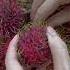 Eat Rambutan Fruit Tropicalfruit Exotic Fruit Rambutan Eating