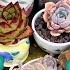 Come Clean Succulents With Me TALK ABOUT SUCCULENTS 5 Growing Succulents With LizK