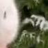 Fun Rabbits