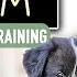 5 Things I Do With My Puppy Every Morning Get Ready With Me