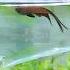 Fish Treatment Ytshorts Aquarium Fishaquarium Bettafish Fish Petlover Pets Animal