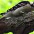 Hairy Woodpecker With Grub St Victor SK June 21 13