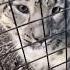 Hand Feeding Snow Leopards At The Zoo