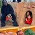 2 Ferocious Gorilla Monsters Attack 3 Beautiful Brave Girls And Poor Oold Man Calls For Help