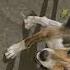 DuGu The Doggo Dog Beagle Trending Shorts Youtubeshorts Youtube