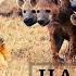 That S What A REAL FRIEND Means Wildlife Lion Attacked By Clan Of Hyenas Watch Until The End