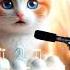 HAPPY BIRTHDAY TO YOU DARCEL HAPPY BIRTHDAY SONG WITH NAMES Adorable Cute Cat Cat Cute