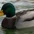 Mallard Duck Call Song Sound 1 Hour